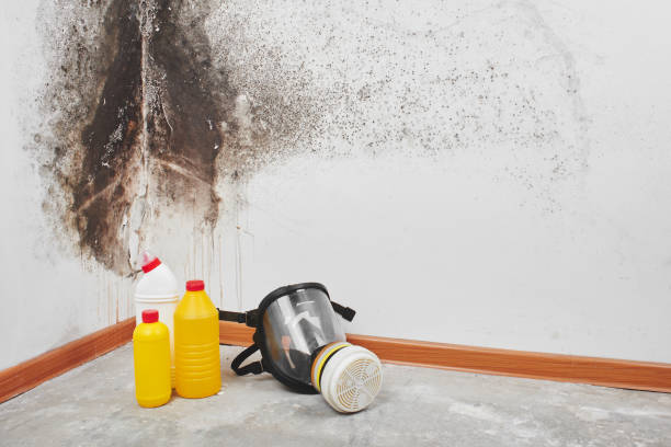 Trusted Spencerville, MD Mold Remediation Experts