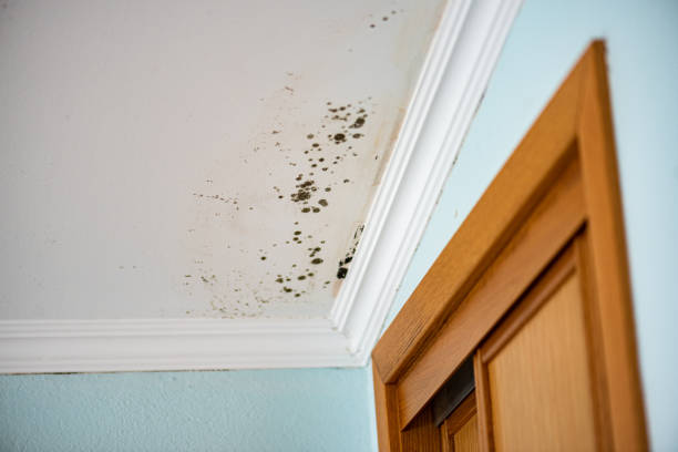 Best Commercial Mold Remediation in Spencerville, MD