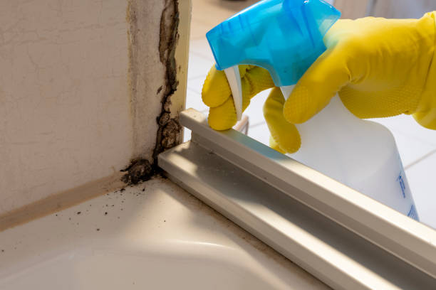 Best White Mold Remediation in Spencerville, MD