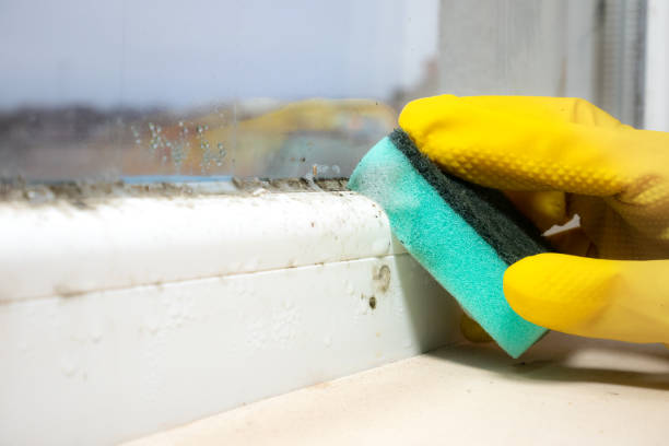 Best DIY Mold Remediation Support Services in Spencerville, MD