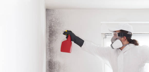 Best HVAC Mold Remediation in Spencerville, MD