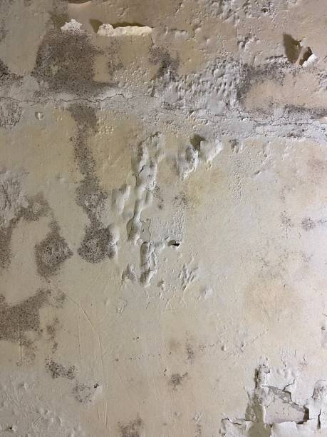 Best Residential Mold Remediation in Spencerville, MD